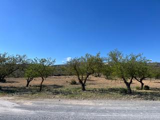 Finca rústica  Avenida de andalucía. Finca en carretera de la cabra padul