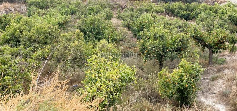 Foto 02f017f4-8c2c-40dd-a35d-101be58a8385. Finca rústica terreno frutales chuche en Benahadux