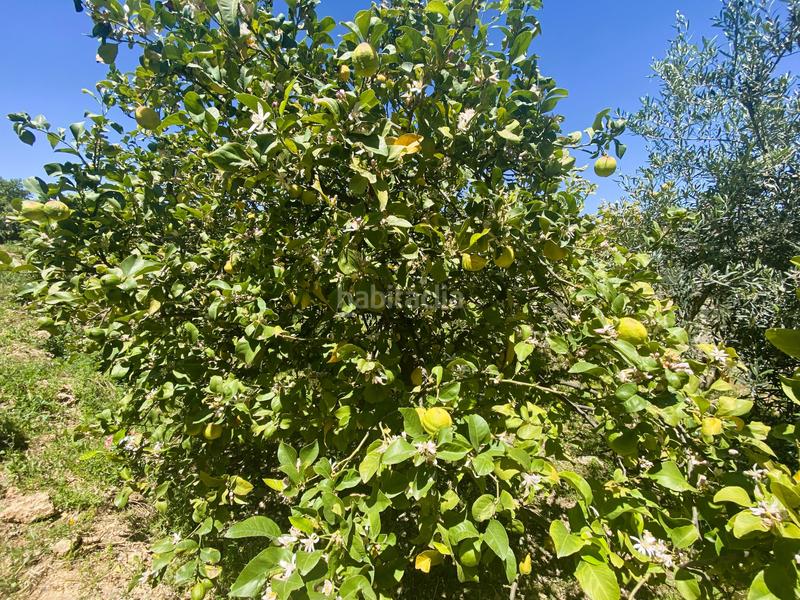Foto 1a733f8b-97c8-4410-9310-3c117be5f8c5. Finca rústica terreno frutales chuche en Benahadux