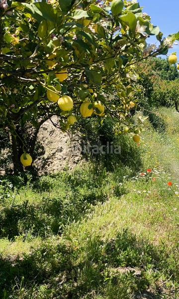 Foto 80cdf4e5-09cc-46db-81e1-385c695c9d17. Finca rústica terreno frutales chuche en Benahadux