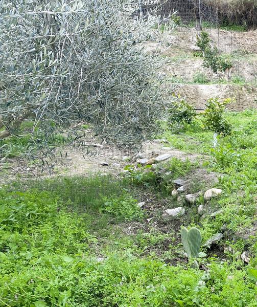 Foto a411f57f-88d2-419c-9326-ed12c7871a85. Finca rústica terreno frutales chuche en Benahadux