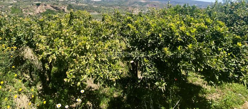 Foto c3e2f13b-60c5-452d-81ce-0ab5b232b56f. Finca rústica terreno frutales chuche en Benahadux