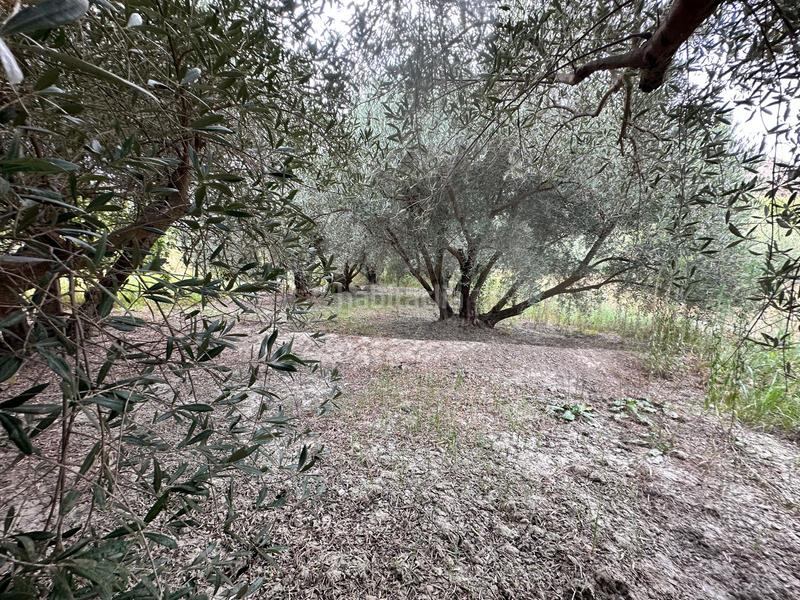 Foto 87248774-0dea-411a-ad67-b9c5d28b40a6. Finca rústica a Rágol