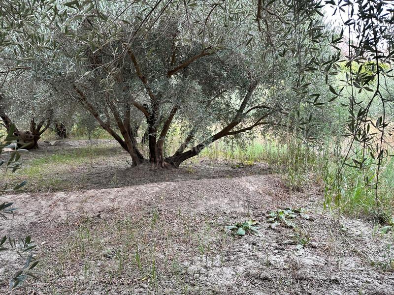 Foto 881769c7-3f76-4957-a1c7-592212636141. Finca rústica a Rágol