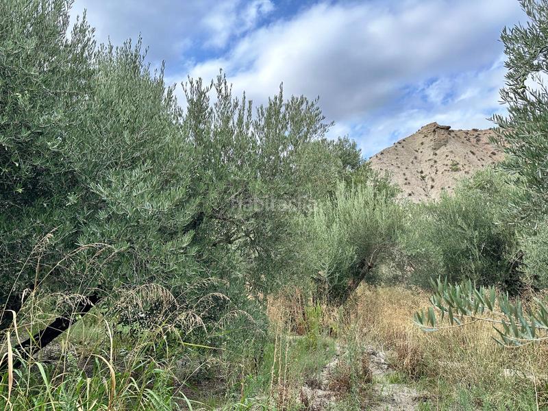 Foto 8ceae0db-1353-4e7f-8f50-74a2c90cc2a6. Finca rústica a Rágol