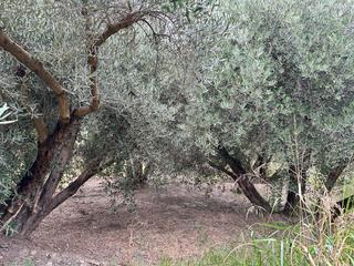 Finca rústica  Avenida de la paz. Terreno olivos y frutales ragol