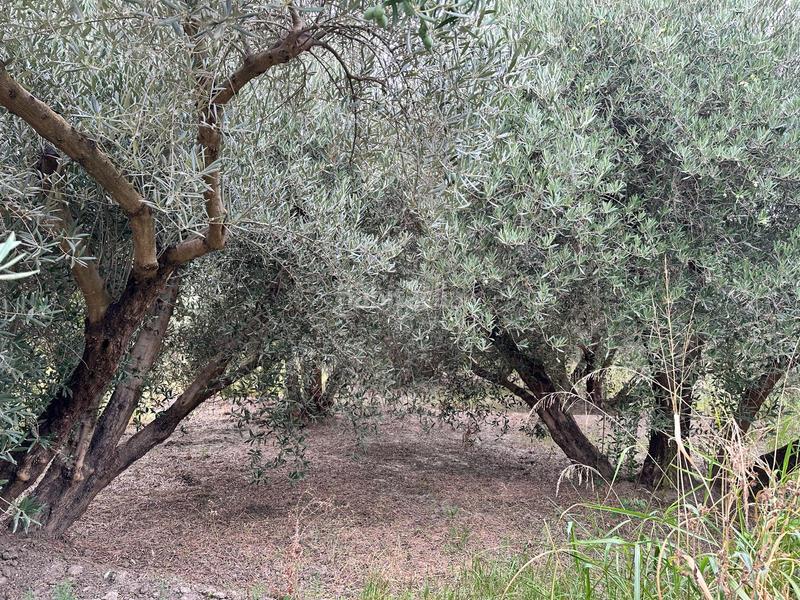 Foto a6b58893-f3fc-460e-a106-ff7da13c549f. Finca rústica a Rágol