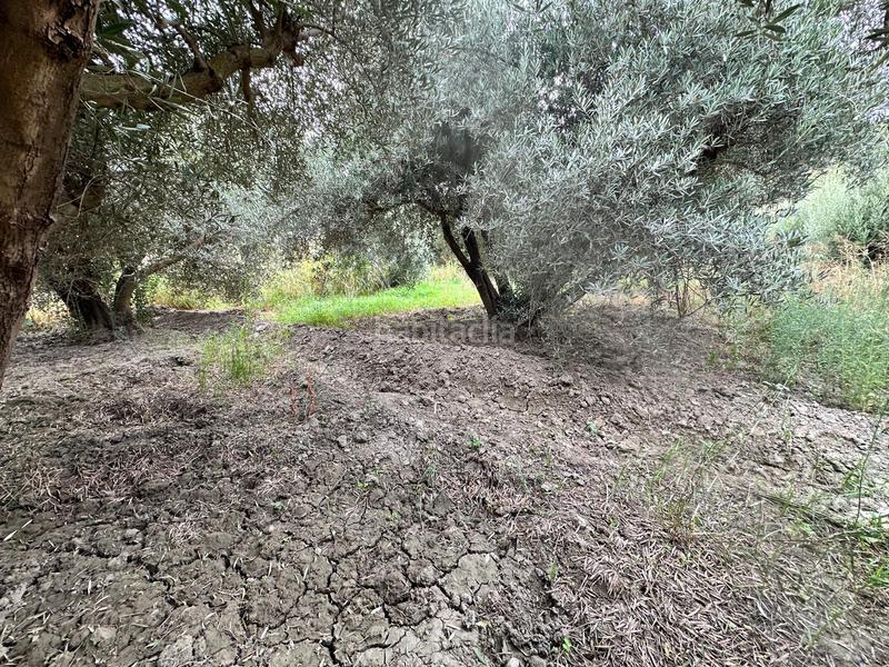 Foto aae95f90-4584-45f9-8a53-0b915efe06af. Finca rústica a Rágol