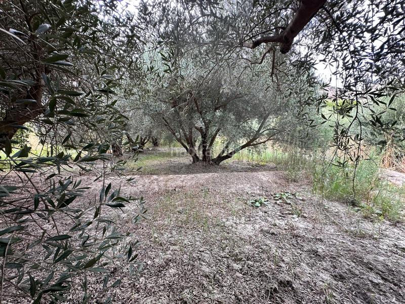 Foto e1eac208-b7f0-48c5-a83a-f9038b233bf0. Finca rústica a Rágol