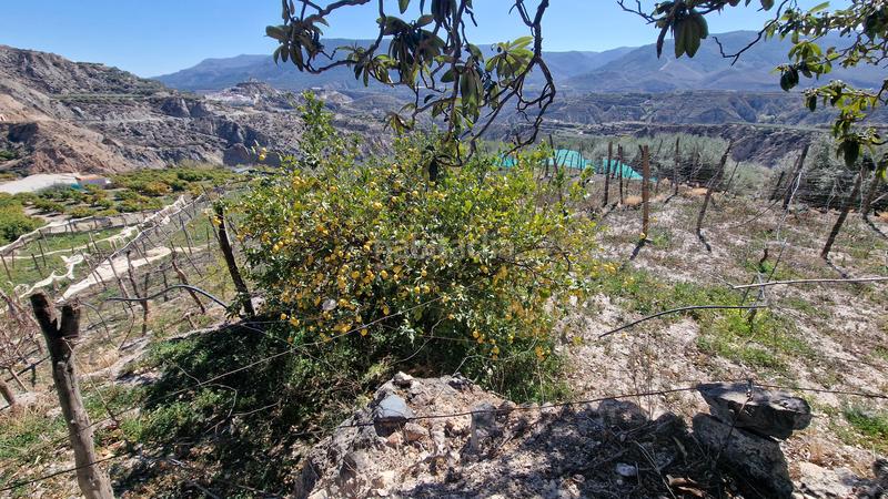 Foto 07623b94-7865-4a27-97d9-e821eb256808. Finca rústica a Canjáyar