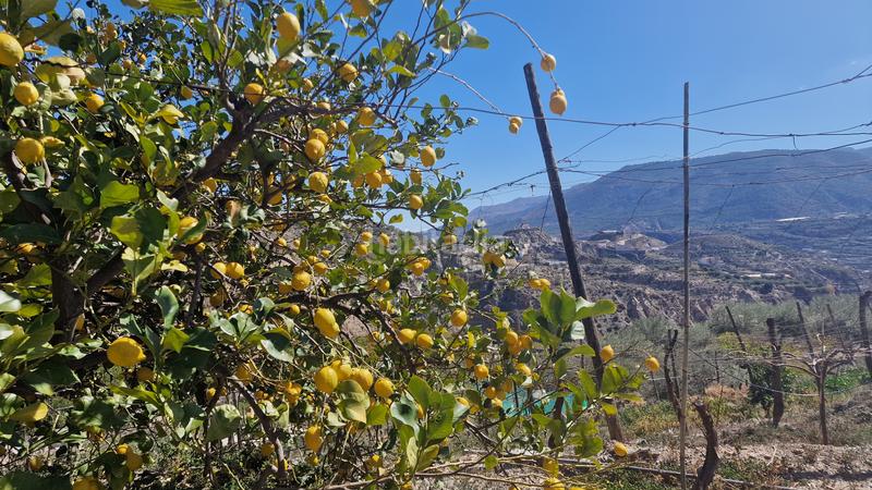 Foto 874bb12c-e7f8-4c7c-b16d-2b98daf54e47. Finca rústica a Canjáyar