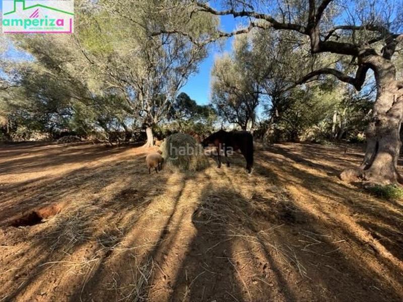 Foto 13a668c3-ee34-490e-b7f9-a5cef437899f. Rural plot in Felanitx poble Felanitx