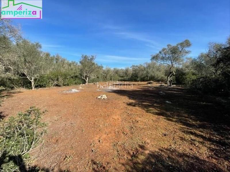 Foto 4c9fded9-5d4a-44eb-8bd3-4c424a1acd35. Rural plot in Felanitx poble Felanitx