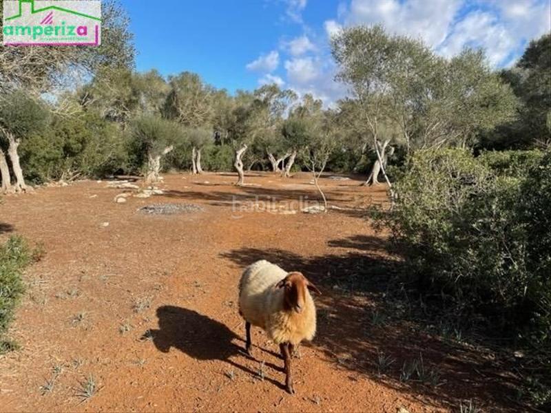 Foto a31e4896-2950-47d9-ad86-0fe5c0211e22. Rural plot in Felanitx poble Felanitx
