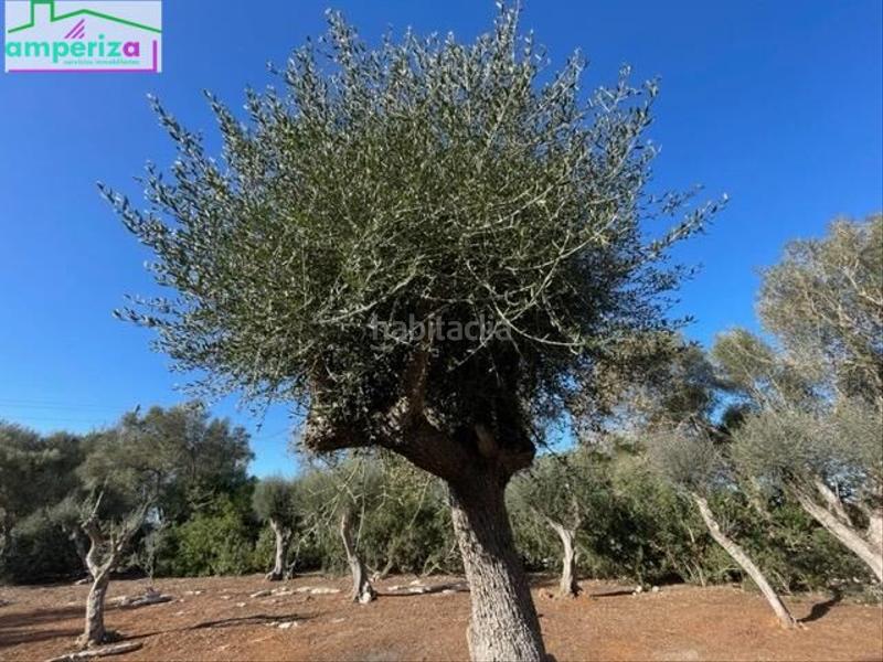 Foto c65e4ad8-b239-4f90-bfd1-71b545146a3f. Rural plot in Felanitx poble Felanitx