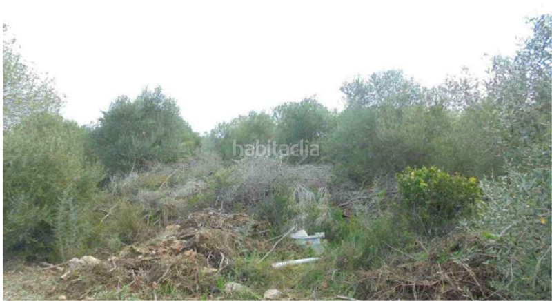 Foto 29250cda-bd24-4ef8-b329-e7e293536612. Finca rústica a plaça poligono 22 54 a Costa Norte Vinaròs