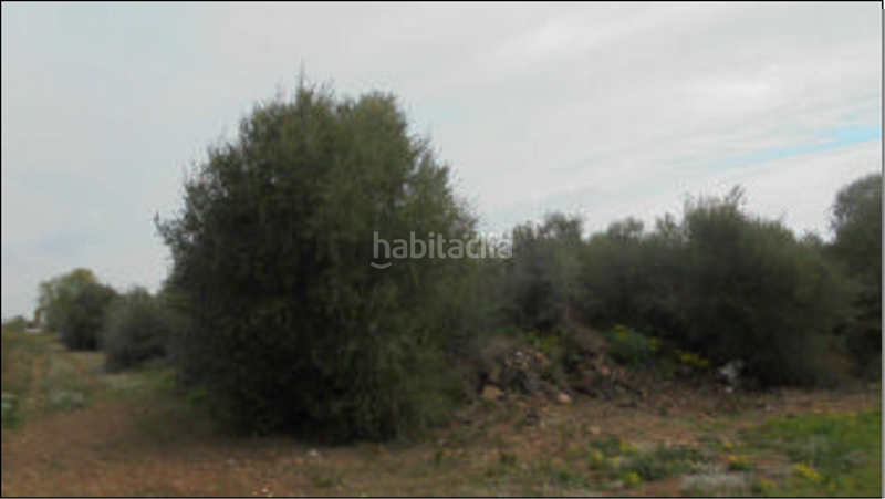 Foto 4626f633-6bf0-4cf2-8ea6-7449143e421e. Finca rústica a plaça poligono 22 54 a Costa Norte Vinaròs