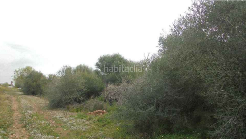 Foto 6b787f6b-2976-4781-bc34-e444244e6991. Finca rústica a plaça poligono 22 54 a Costa Norte Vinaròs