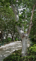Flat in Russafa