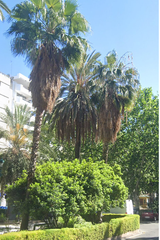 Flat in Russafa