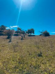 Finca rstica en Sant Lloren des Cardassar. Solar rstico de 11.729 m2 con preciosas vistas a la montaa.