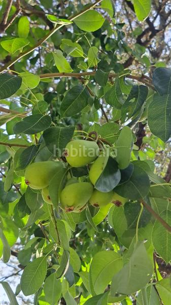 Foto ce764703-1303-4a1a-a18f-d8c6ff79a84d. Chalet with fireplace parking pool in Sanlúcar la Mayor