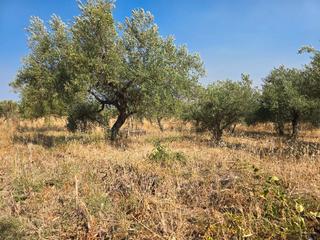 Rural plot  Lugar san anton. Venta parcela rustica con olivos y pozo de agua en aliseda (cáce