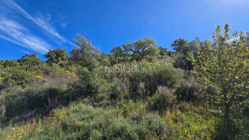 Foto e7f64347-e505-4e65-85a6-1c06207ab2a0. Finca rústica a calle san luis 15 a Aliseda
