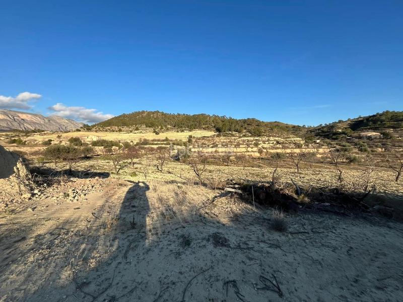 Foto 059e0136-8fa9-4d02-866b-41f0b7d30081. Finca rústica en Relleu