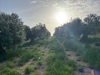 Masia a Bujalance. Córdobafinca rustica