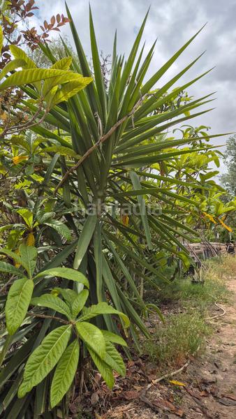 Foto 04dfbd7c-3e20-4502-bfef-faf9f789c1f8. Masia amb xemeneia a Pedanías Oeste Aspe