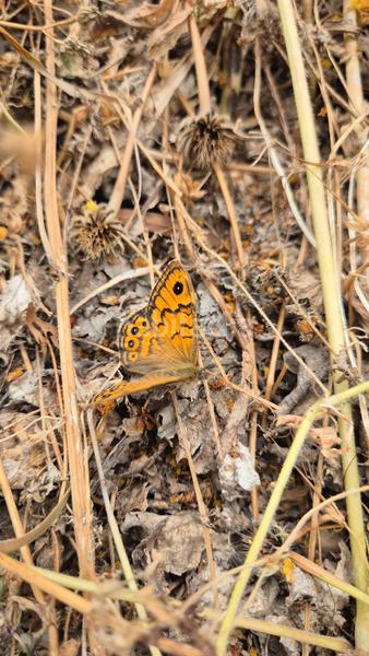 Foto 20f941d7-d985-43d7-9134-42ceee9be813. Masia amb xemeneia a Pedanías Oeste Aspe