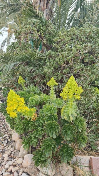 Foto 780a981a-ca0c-4f0c-8bff-84046688605f. Chalet in partida peña águilas 1006 in Peña de las Águilas Elche / Elx