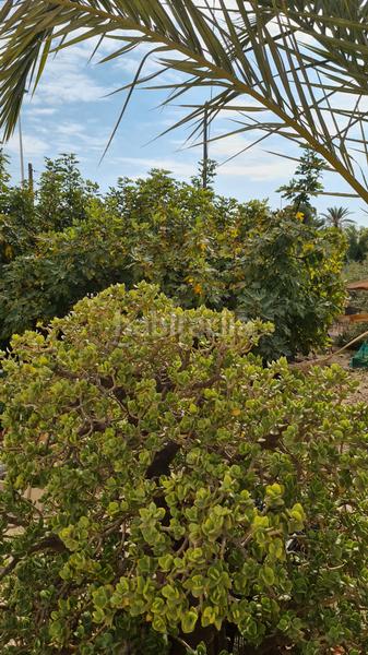 Foto 993edcf5-7e84-4c3c-9c9c-7c2cd5dd287c. Chalet in partida peña águilas 1006 in Peña de las Águilas Elche / Elx