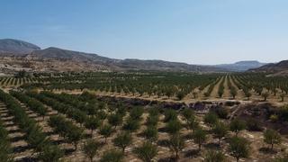 Finca rústica a Huélago. Magnífica finca de almendros de regadío en granada