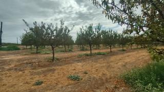 Landgut in Fuente Vaqueros. Venta de fincas de almendros en la vega de granada