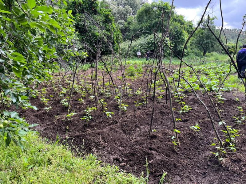 Foto 289f5279-dc33-4cf8-a81b-83e238db33d7. Terreny residencial a Valencia de Alcántara