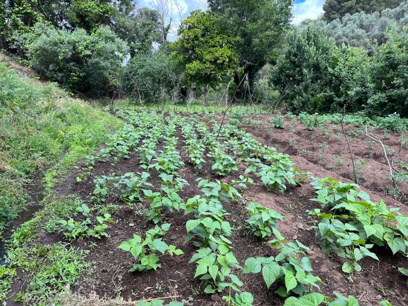 Foto 77033667-829c-442b-a9e5-164cf72f74a9. Terreny residencial a Valencia de Alcántara