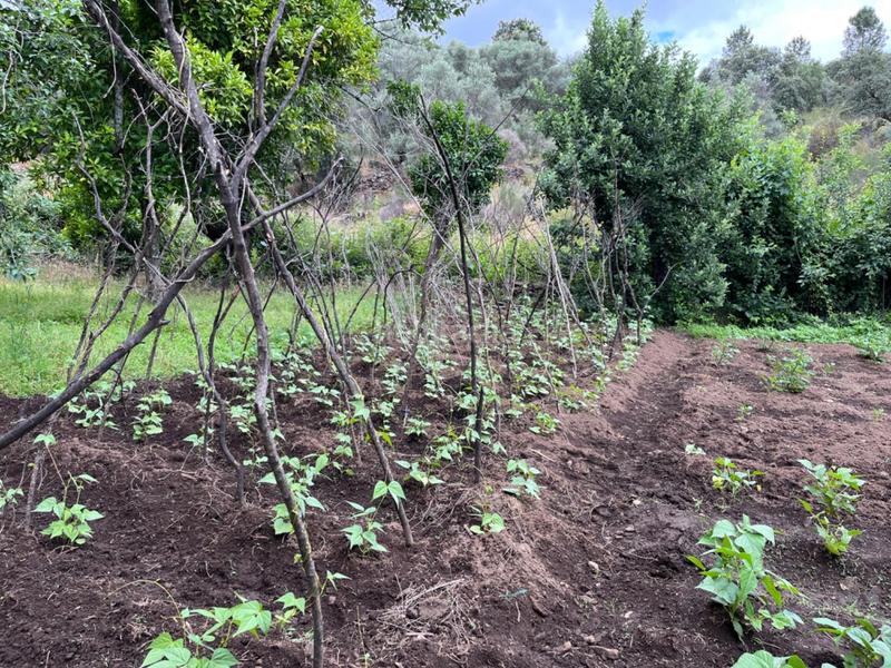 Foto f4473f4e-9a8f-478a-a387-4565fcbabb7e. Terreny residencial a Valencia de Alcántara