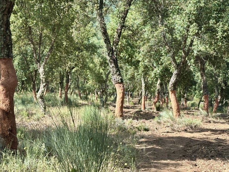 Foto bdba6040-dbe7-4c08-b678-d4b1bfb0c781. Masia a Valencia de Alcántara
