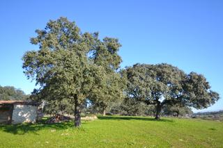 Propriété à Malpartida de Plasencia. Venta de finca en pazuelo empalme