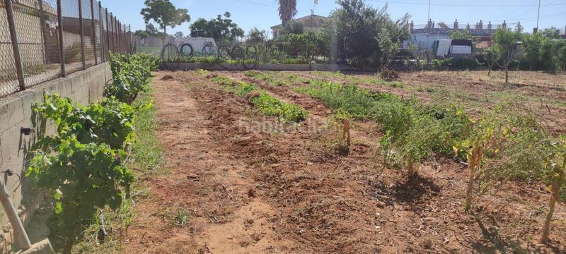 Foto ad4bdc31-c4ed-487b-bd79-f7ffb9e7af3a. Finca rústica a La Jara Sanlúcar de Barrameda