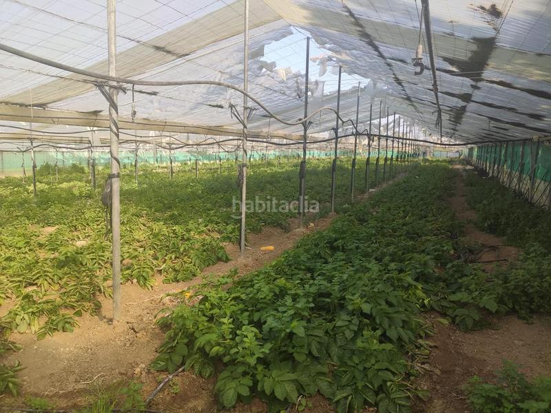 Foto a1522328-f316-4593-b34b-e8938ed5e8f1. Finca rústica terreno con invernadero en el bercial en Rota