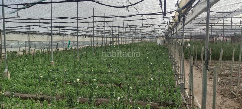 Foto 16d7faf1-16ec-44f5-9290-4be26ea0b88a. Finca rústica a Chipiona norte Chipiona