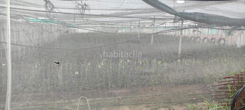 Foto be26fce8-c111-407e-967b-5a71d3e708b4. Finca rústica a Chipiona norte Chipiona