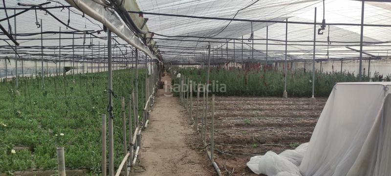 Foto d7dfc310-e72f-4e76-a84d-1edea2c56a47. Finca rústica a Chipiona norte Chipiona