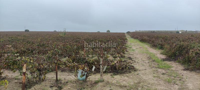 Foto 8ed7c7cc-0db3-4686-ba3b-9dac6601c33b. Finca rústica a Ayuntamiento-Barrio Alto Sanlúcar de Barrameda