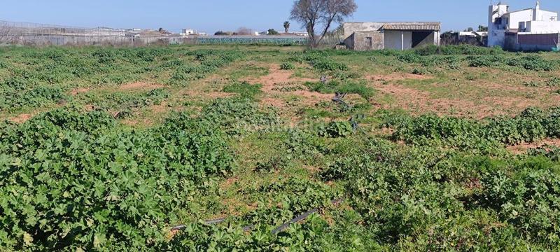 Foto 57a5d5d5-2023-4b9c-b0ba-ef57a0d57da5. Finca rústica a La Laguna Chipiona