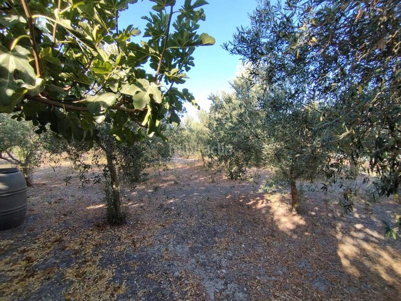 Foto d95490bf-2858-4460-b36e-fed084cc0525. Finca rústica finca de secano en la cañada. en Ctra Jerez-Ctra del Puerto Sanlúcar de Barrameda
