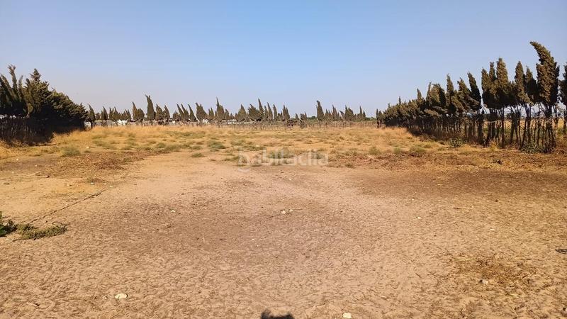 Foto c7a5e63c-a864-4f4a-bea0-cab5d3205c57. Finca rústica finca ideal para caballos en Las Palmeras-Dehesilla Sanlúcar de Barrameda